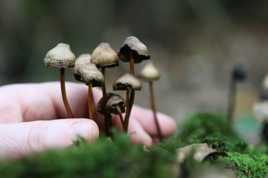 how to find magic mushrooms