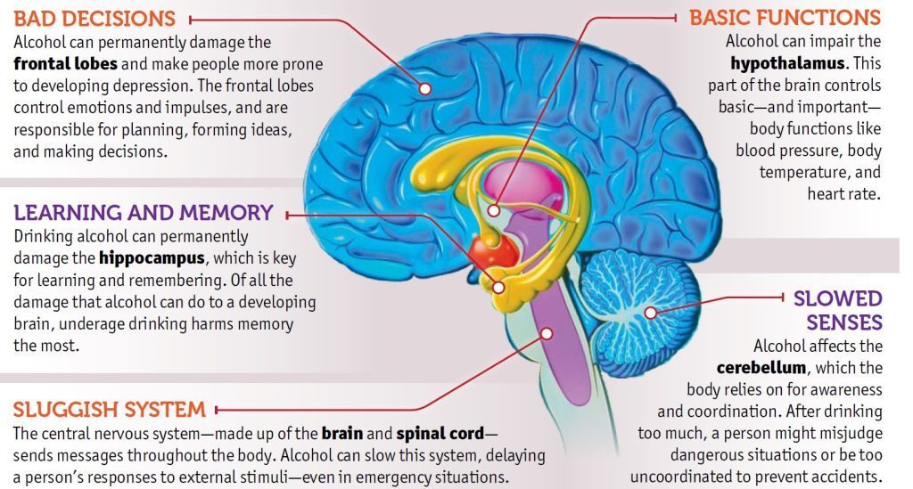 alcohol and the brain research paper