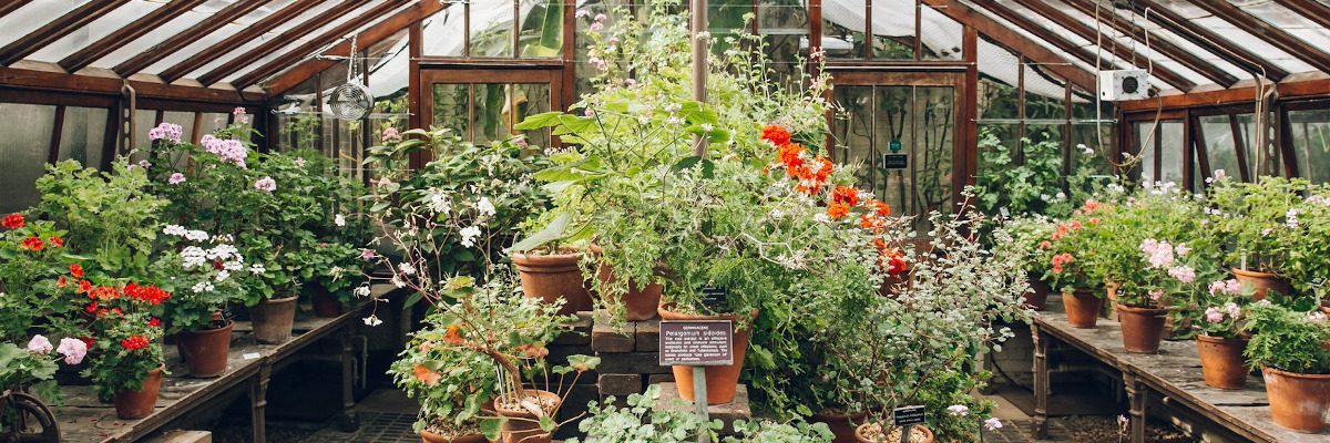 Serene greenhouse with vibrant flowers, showcasing alcohol free activities.