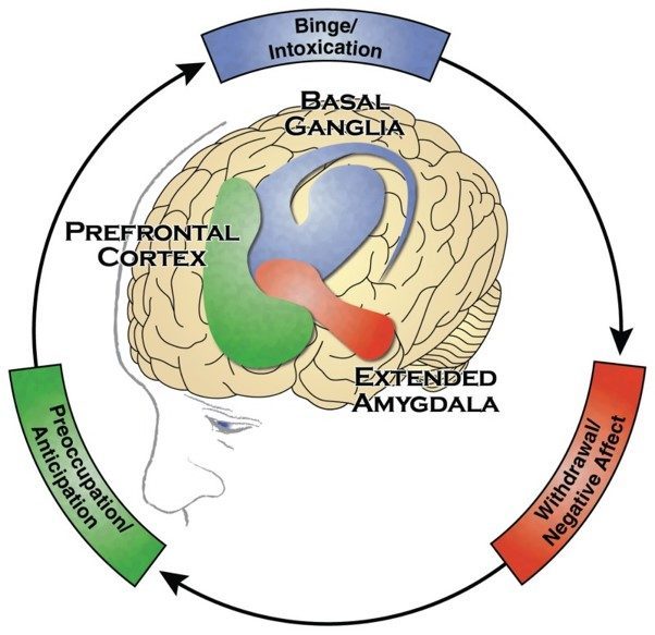 Diagram of brain areas involved in addiction, helping a family member