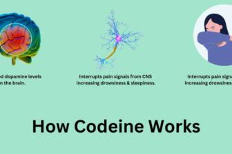 Diagram showing how codeine affects the brain and central nervous system.