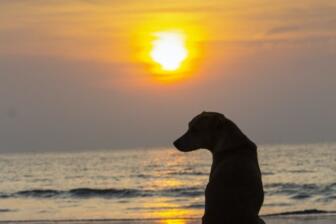 Dog gazing at sunset on beach, symbolizing peaceful addiction recovery
