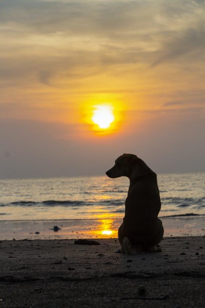 Dog gazing at sunset on beach, symbolizing peaceful addiction recovery